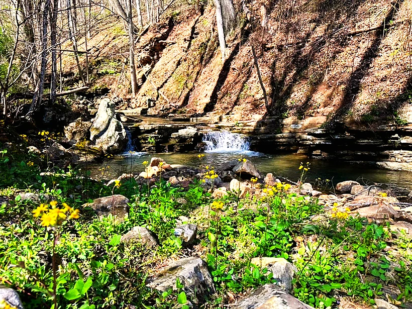 Woodland stream at Palace of Dreams